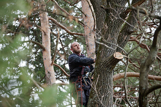 How Our Tree Care Process Works  in  Land O Lakes, FL